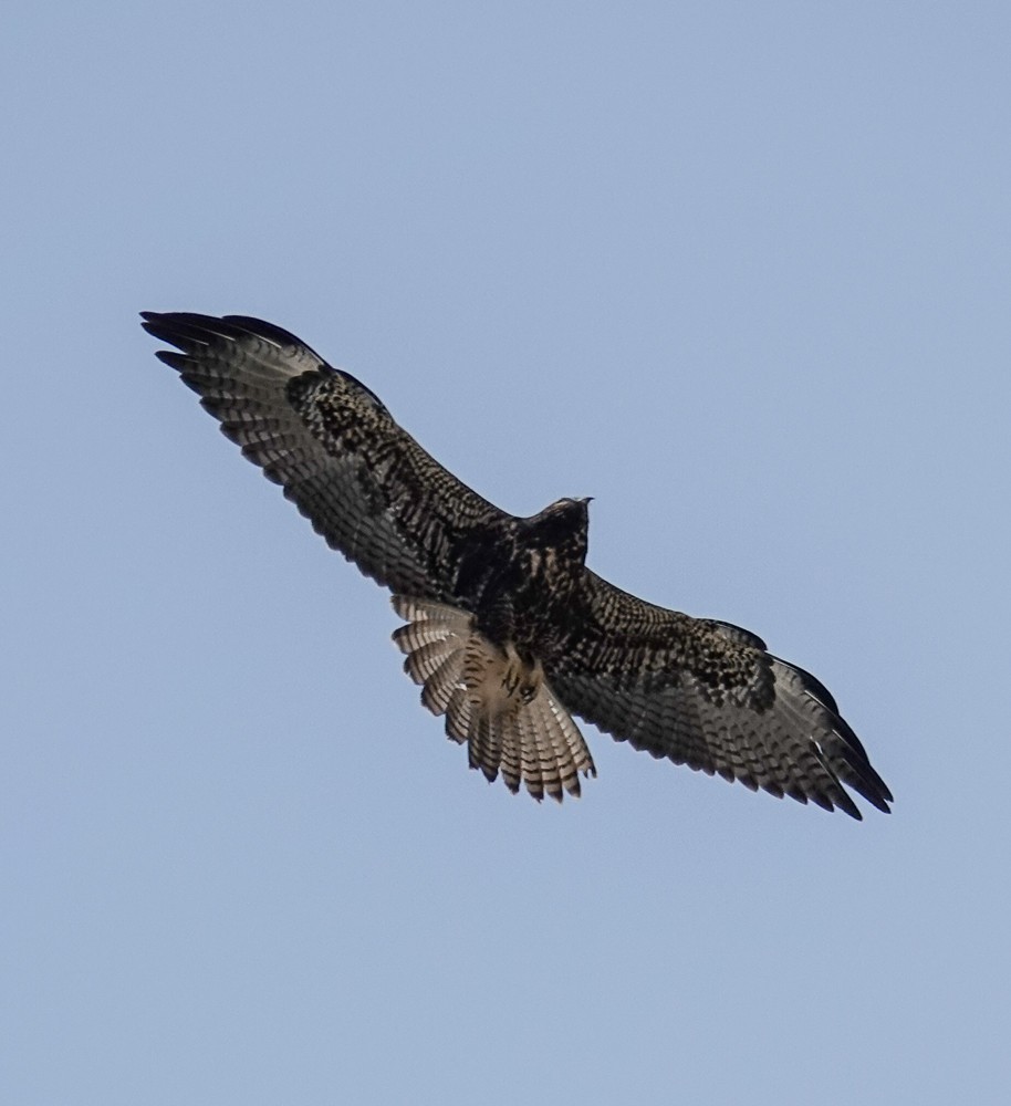 Swainson's Hawk - ML112643291