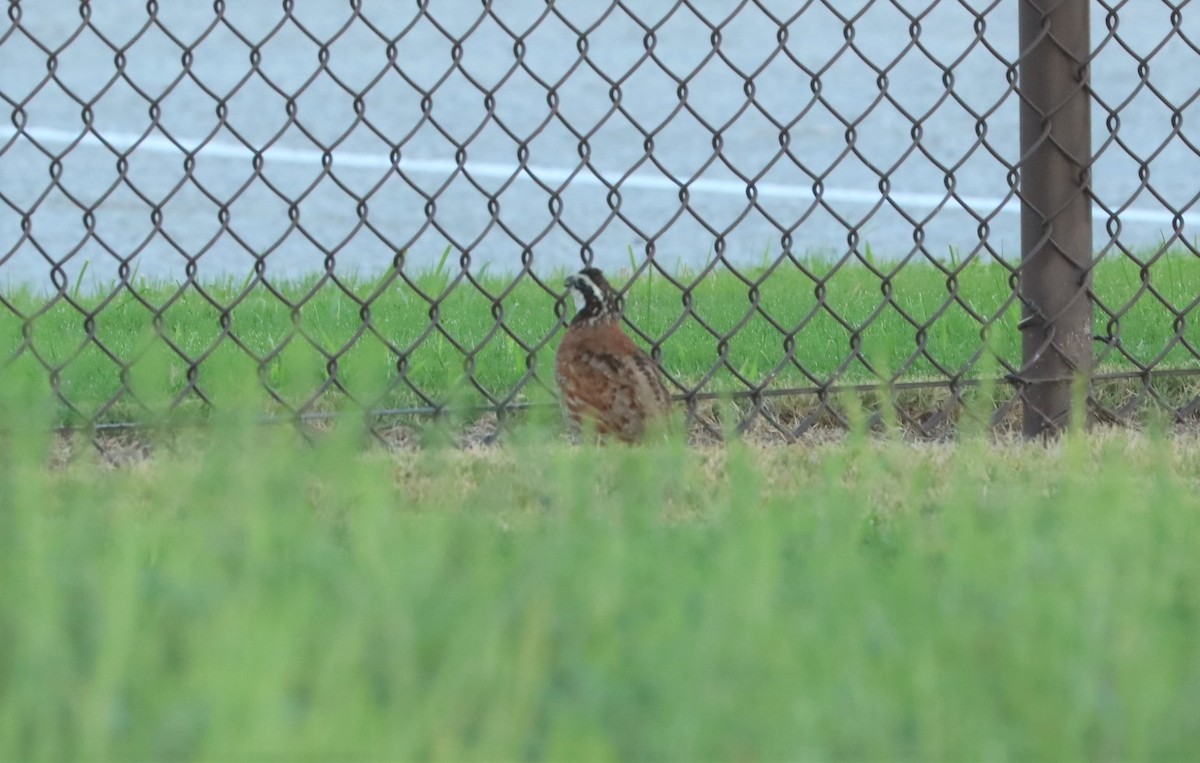 Northern Bobwhite - ML112643431