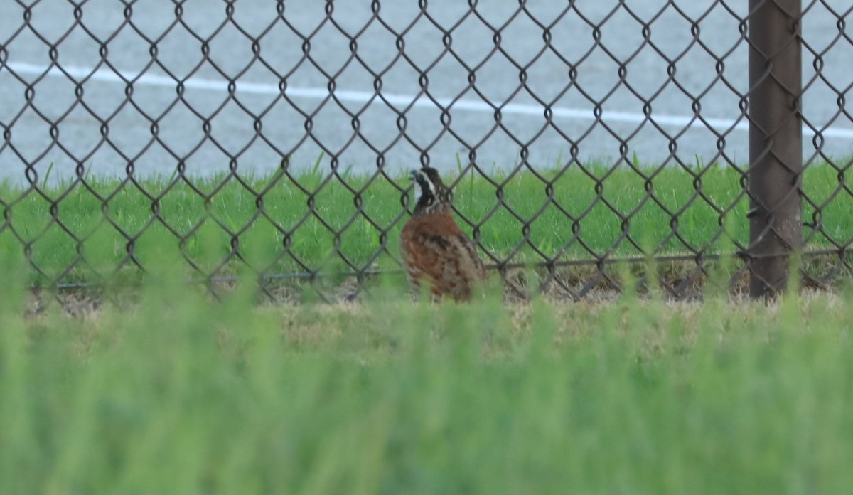 Northern Bobwhite - ML112643441