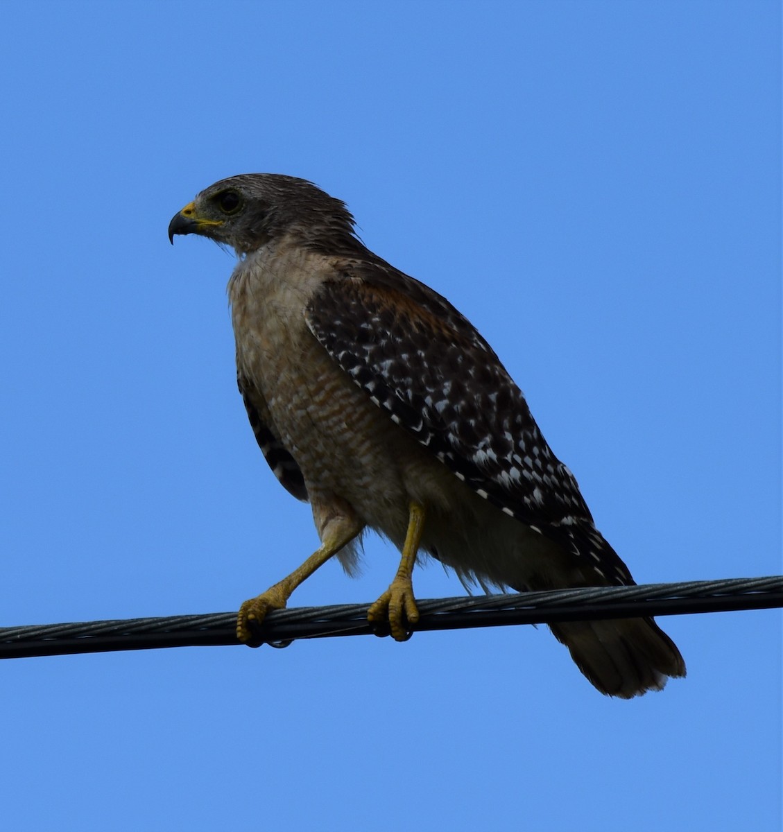 Red-shouldered Hawk - ML112644681