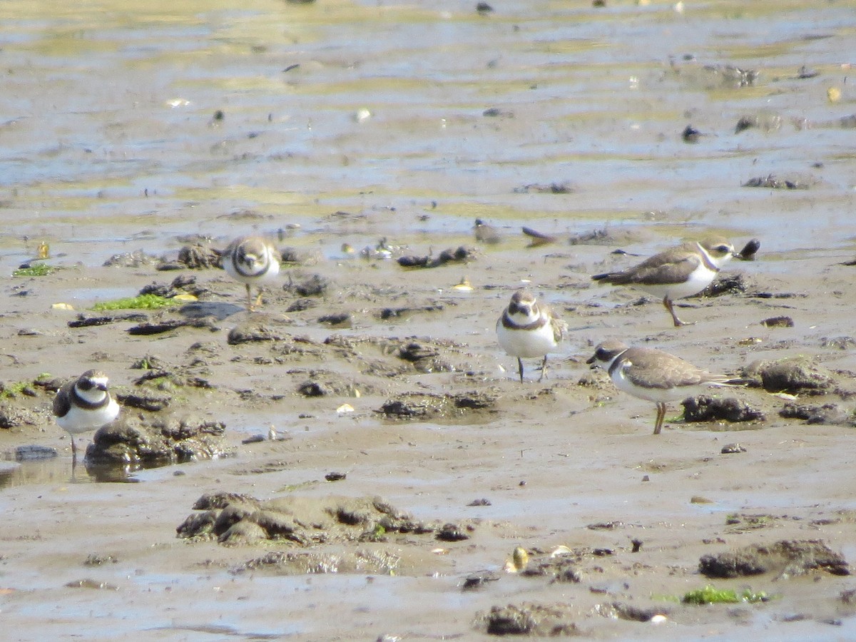 Semipalmated Plover - ML112646301
