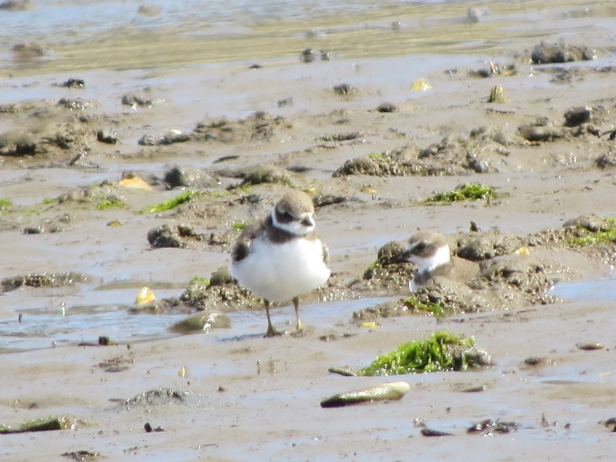 Semipalmated Plover - ML112646321