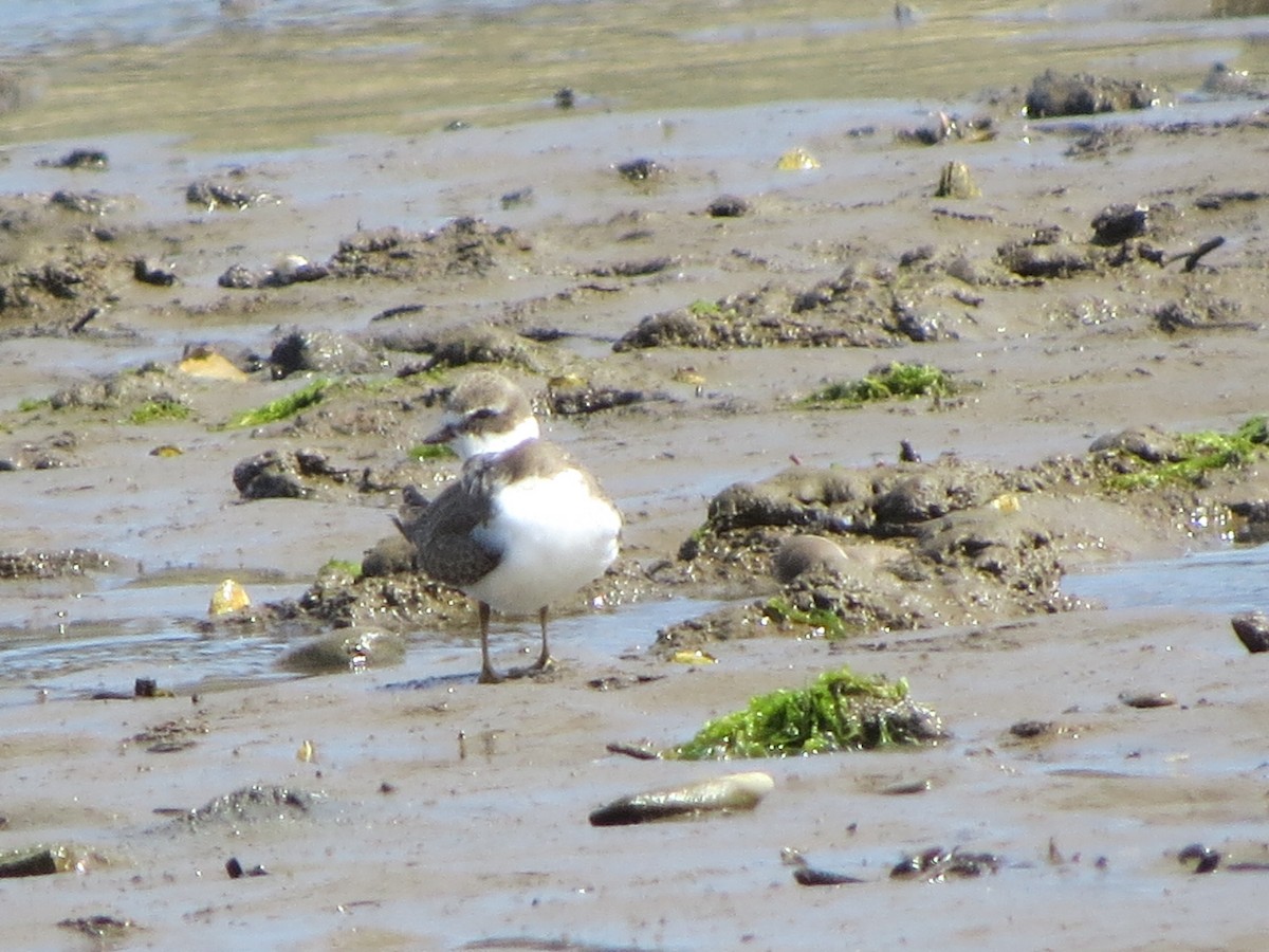 Semipalmated Plover - ML112646371