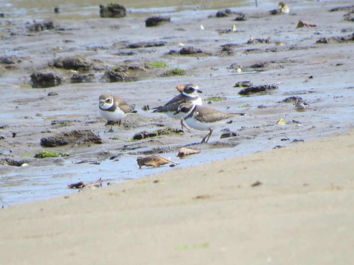 Semipalmated Plover - ML112646421