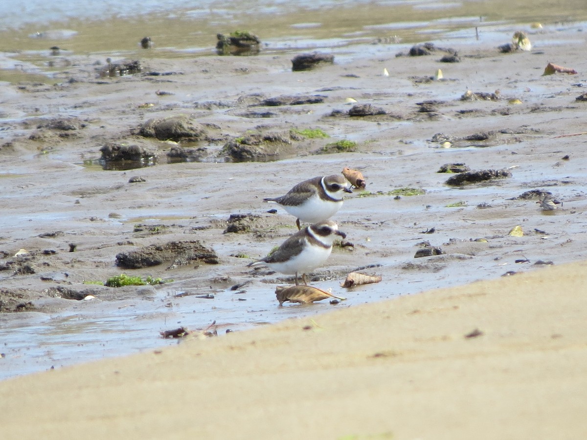 Semipalmated Plover - ML112646451
