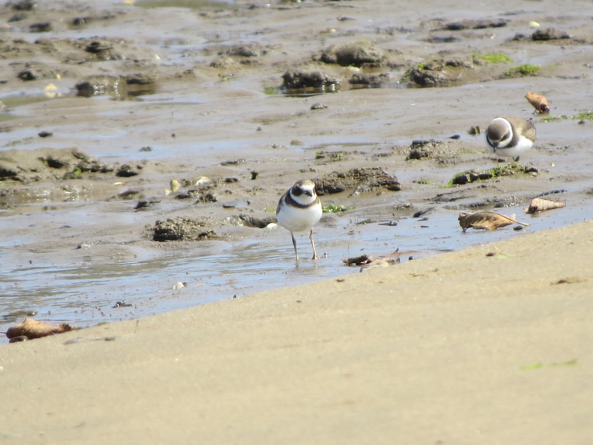 Semipalmated Plover - ML112646461