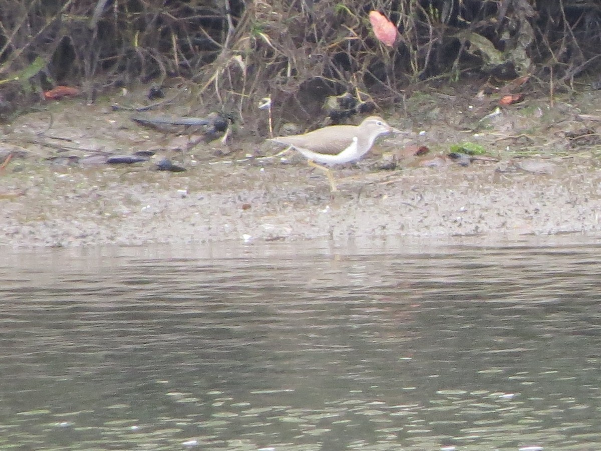 Spotted Sandpiper - Garth Harwood