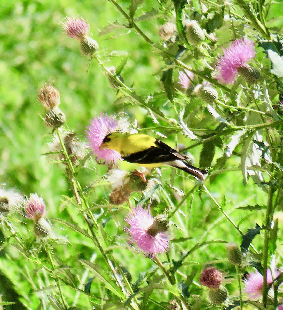 American Goldfinch - ML112647101