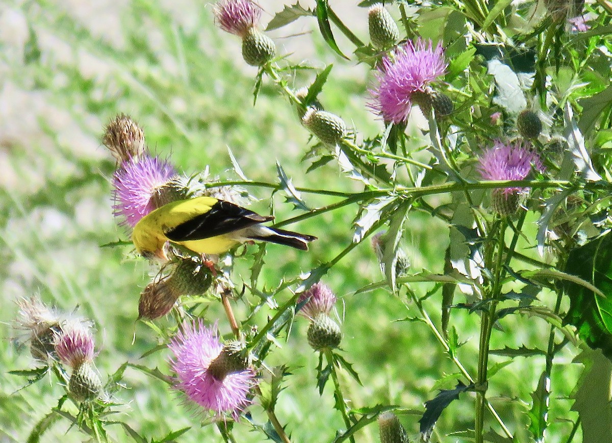 American Goldfinch - Ann Tanner