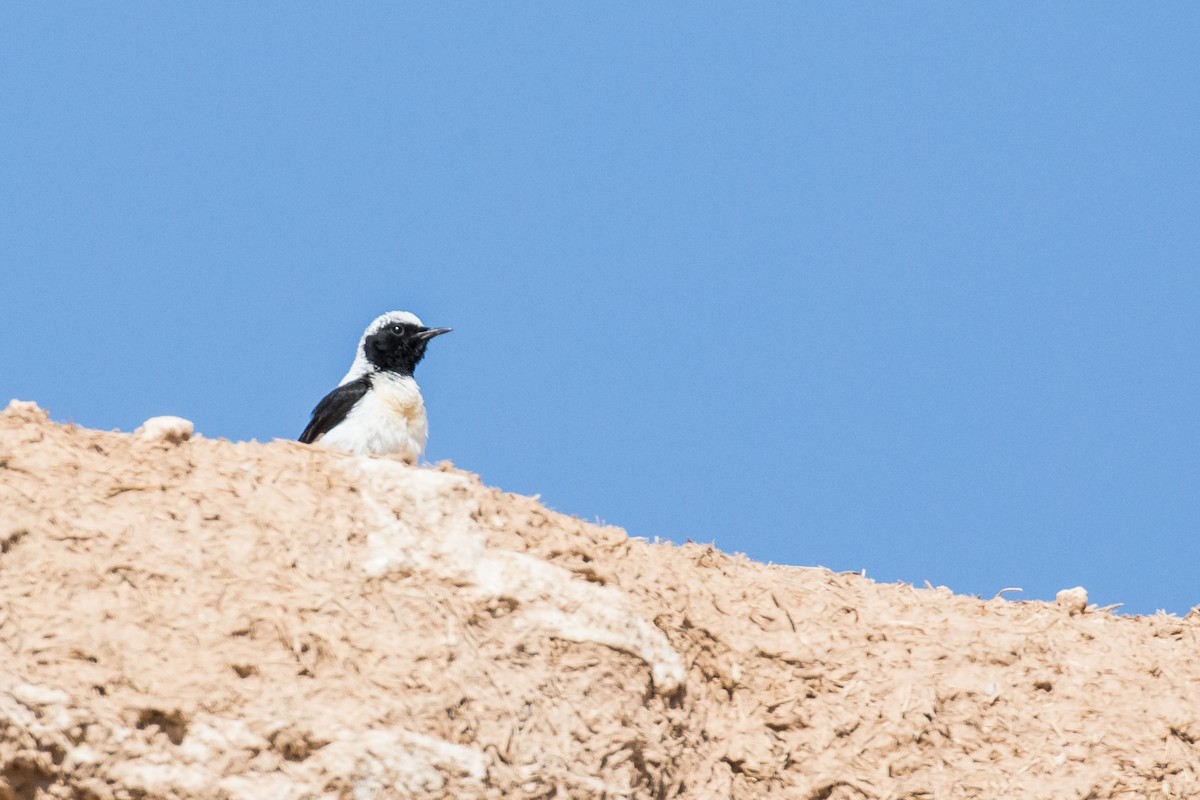 Eastern Black-eared Wheatear - ML112647551