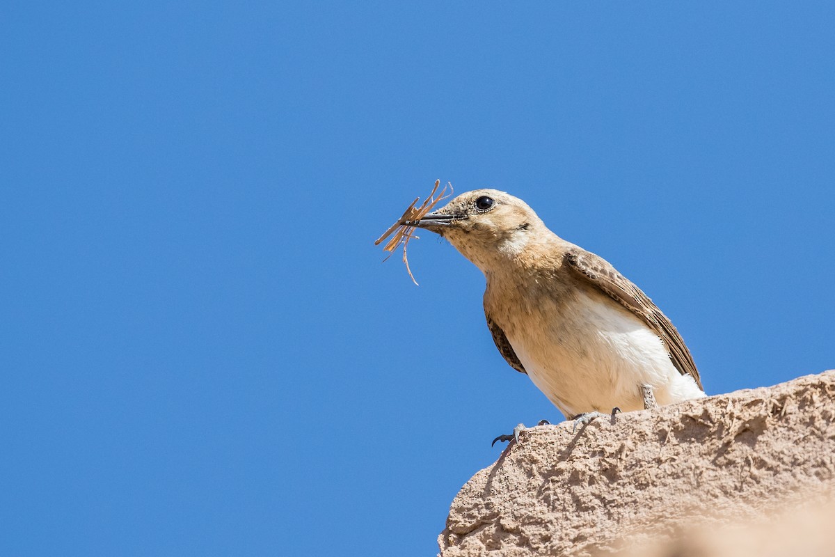 Eastern Black-eared Wheatear - ML112647561