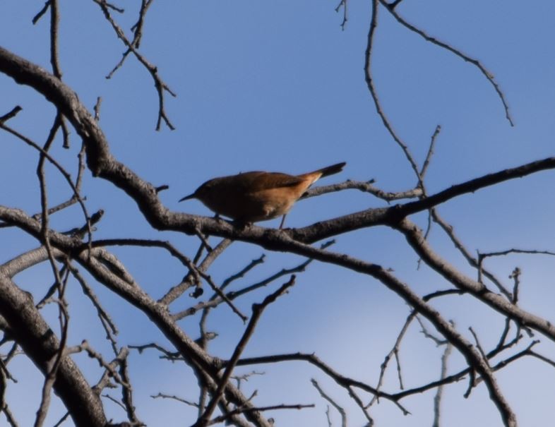 House Wren - ML112648221