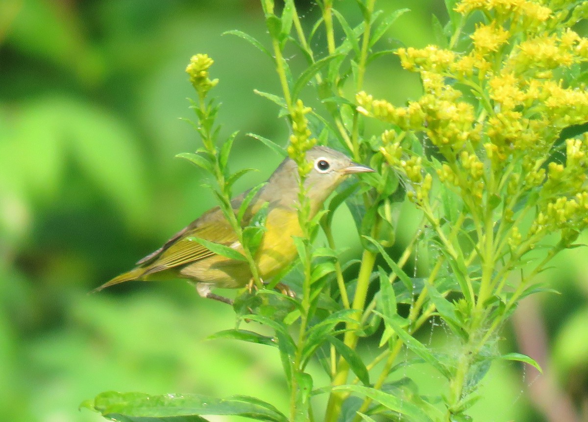 Nashville Warbler - ML112648651