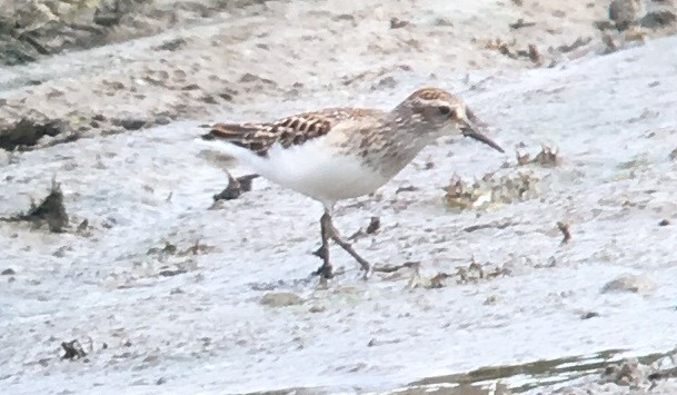 Least Sandpiper - ML112648751