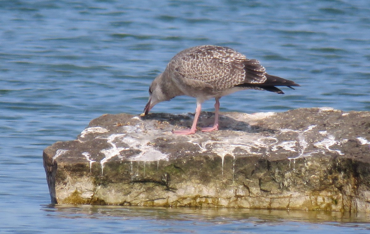 American Herring Gull - ML112651411