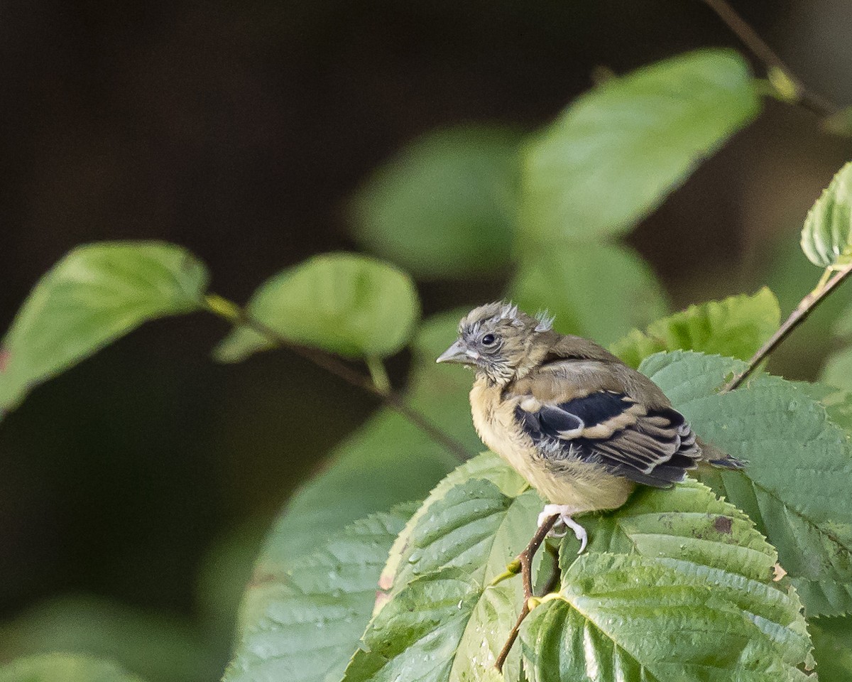 American Goldfinch - David Boltz