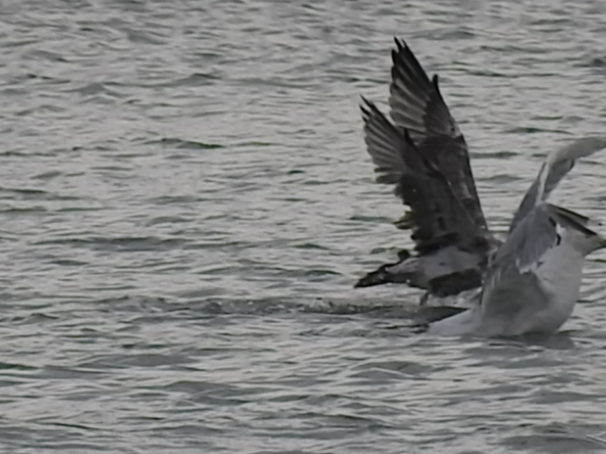 Gaviota Californiana - ML112653401