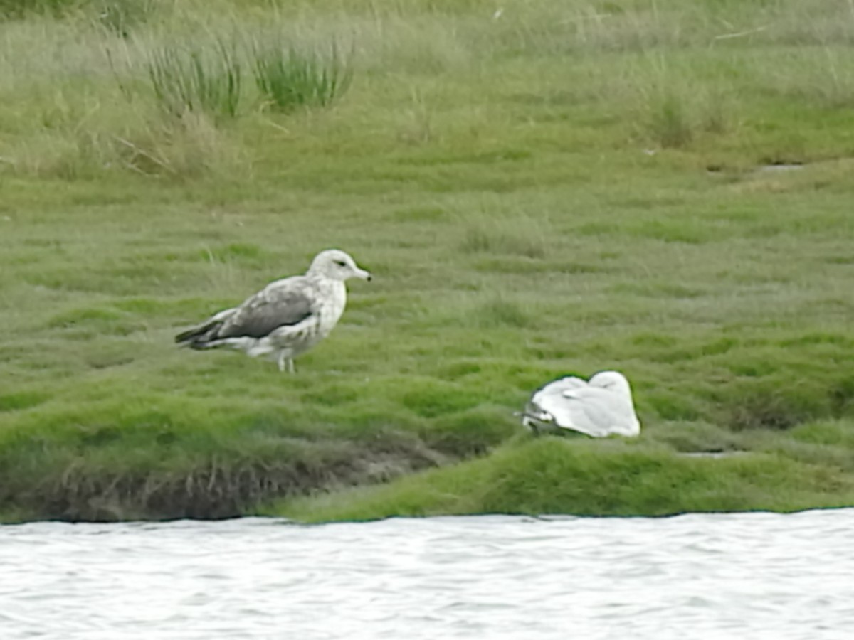 Gaviota Californiana - ML112653641