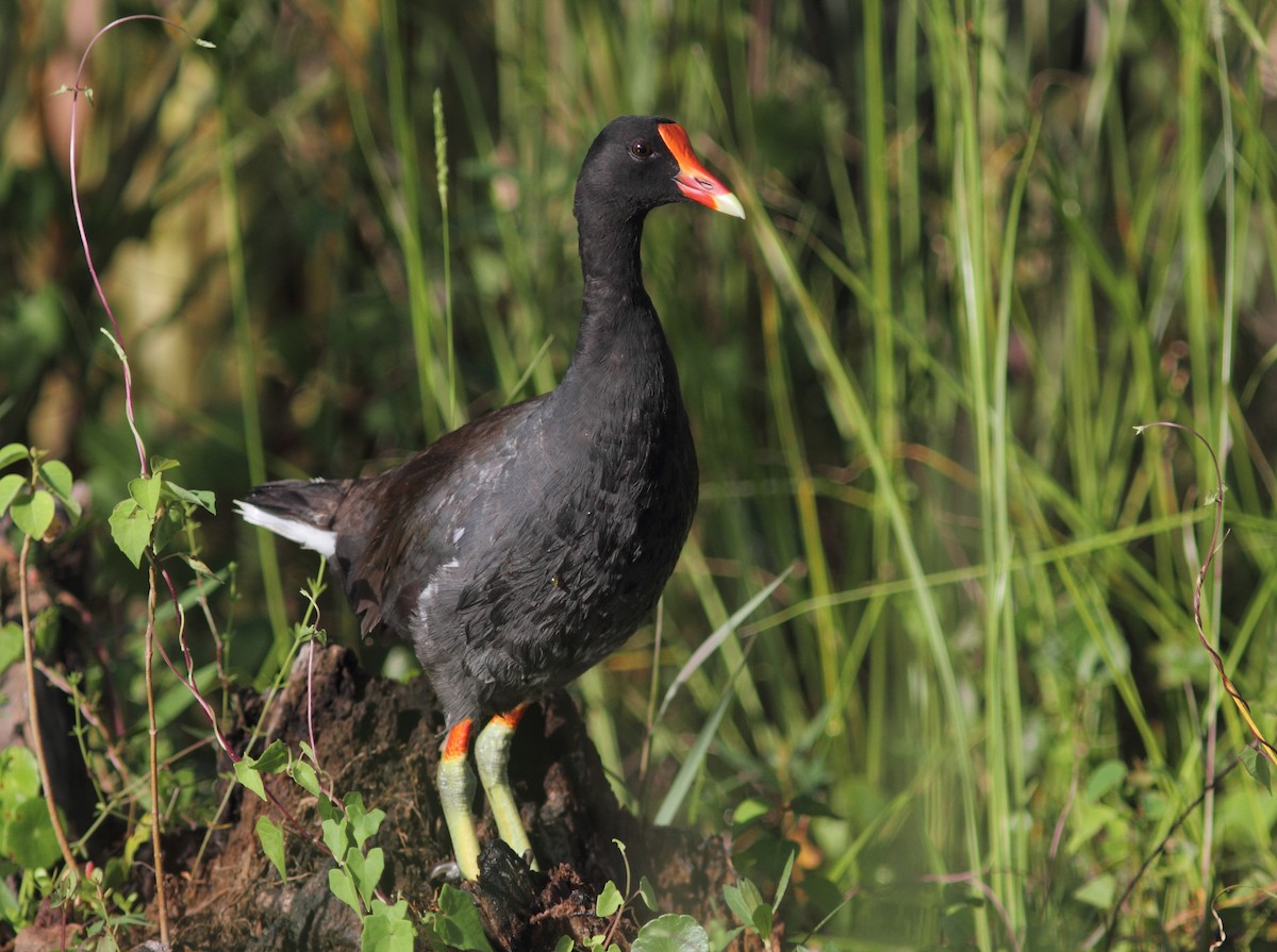 Common Gallinule - Vince Capp