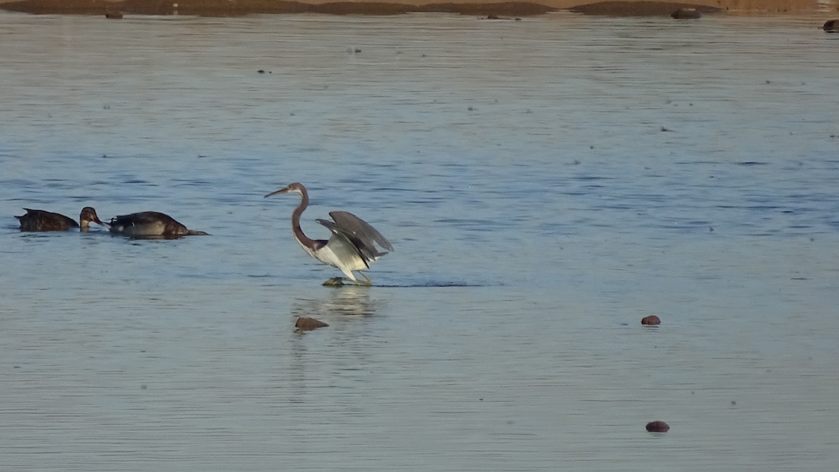 Tricolored Heron - ML112655581