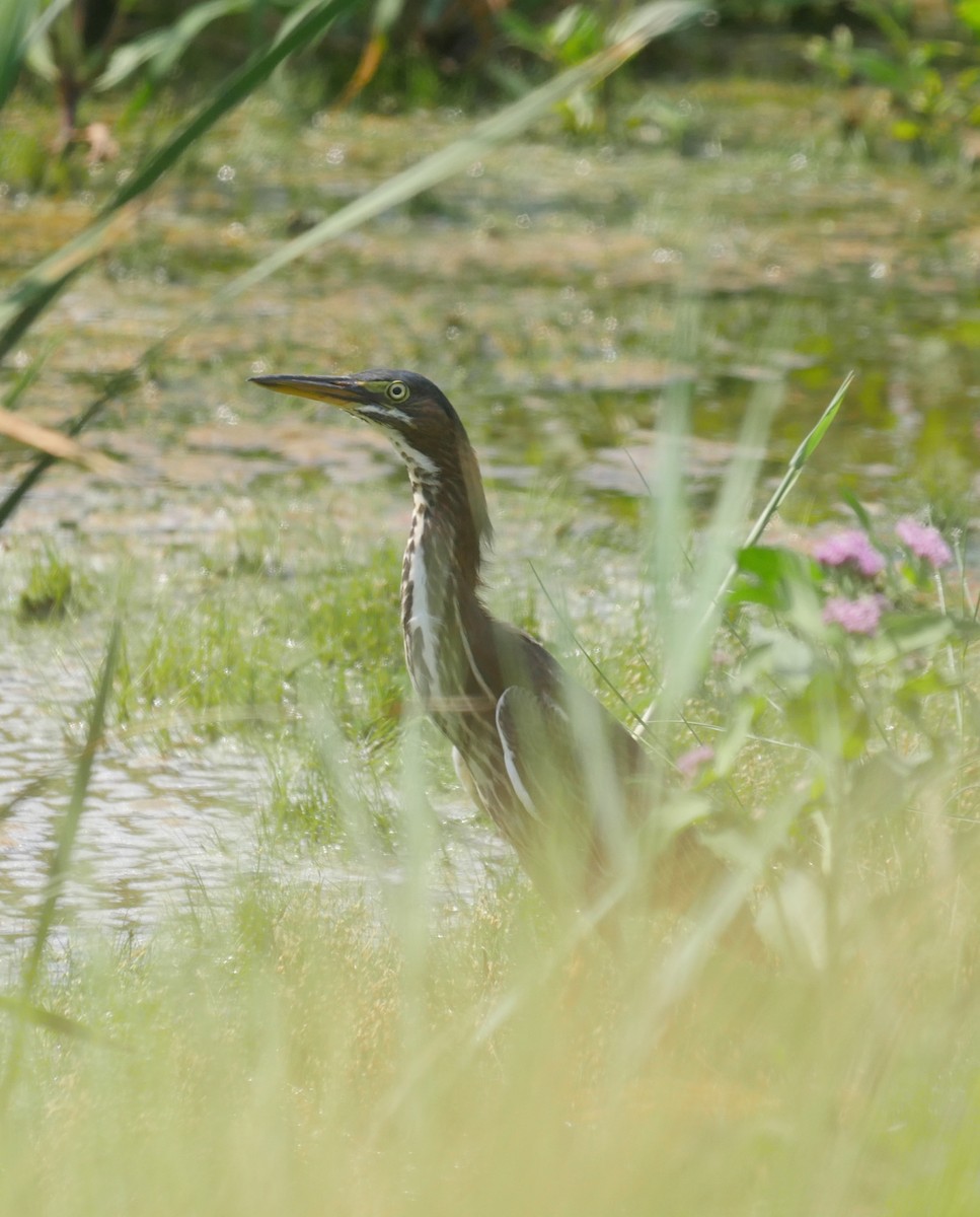 Green Heron - ML112655591