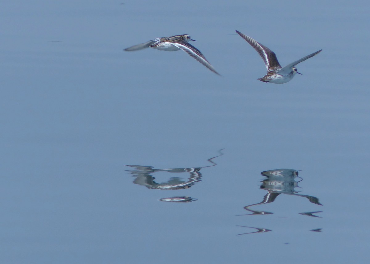 Red-necked Phalarope - Rob Fowler