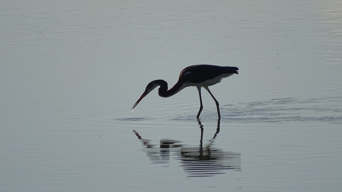 Tricolored Heron - ML112655821