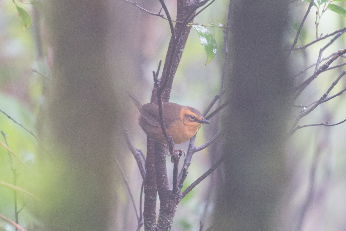 Santo Thicketbird - ML112657121