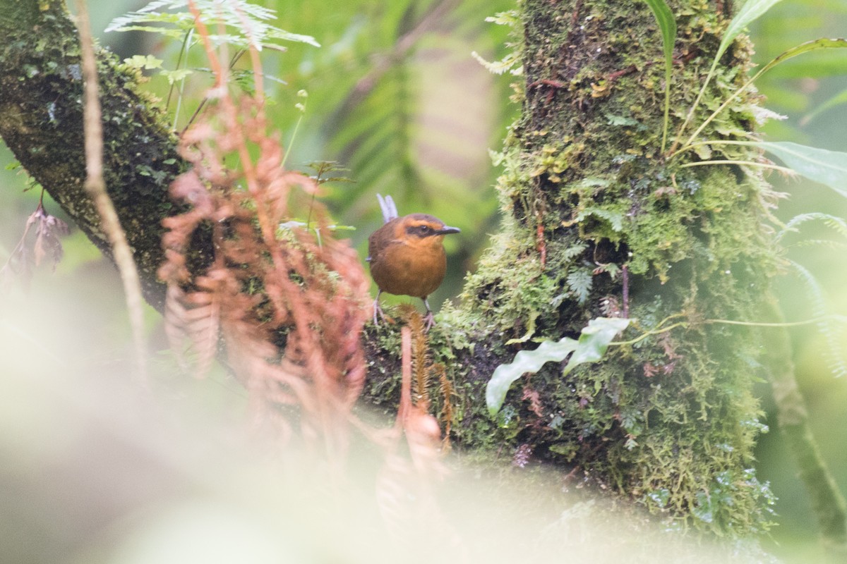 Santo Thicketbird - ML112657151