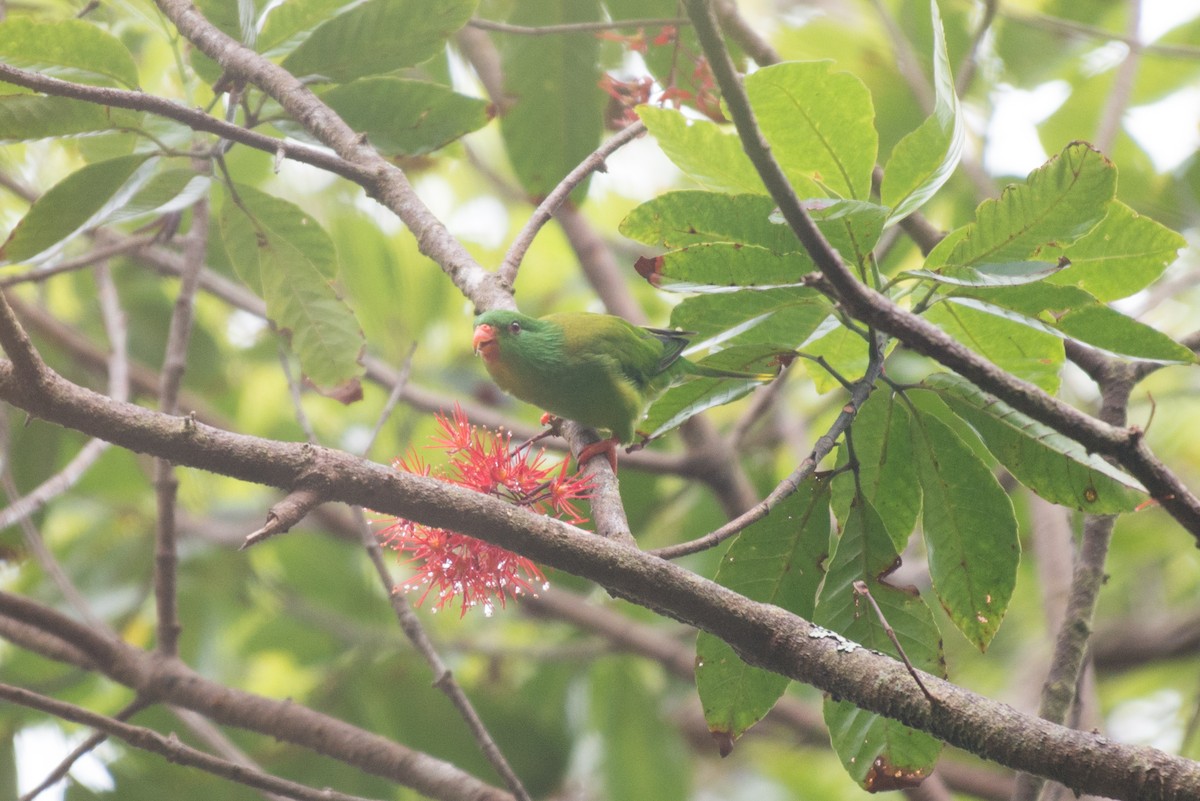 Palmiye Loriketi - ML112657361