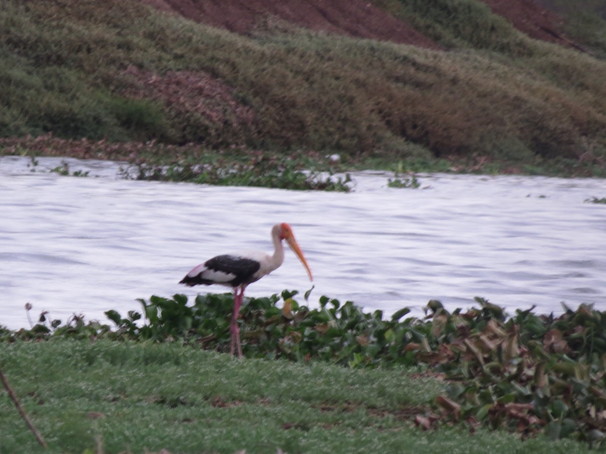 Painted Stork - ML112657531