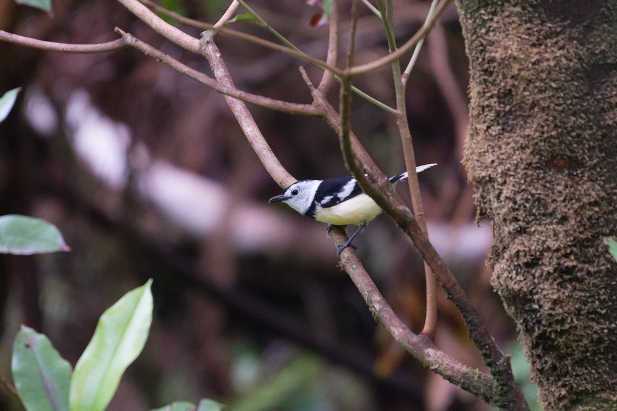 Buff-bellied Monarch - ML112657551