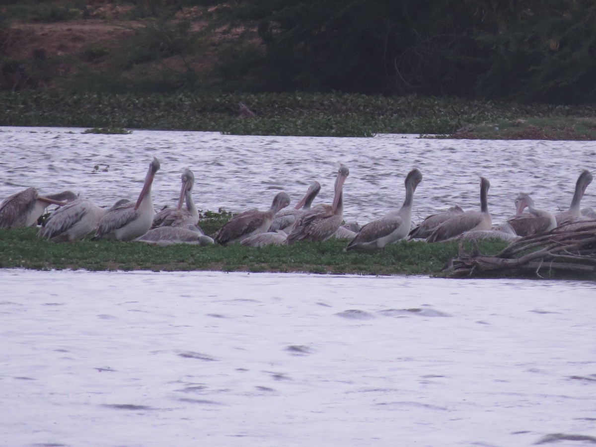 Spot-billed Pelican - Jaya Gummala