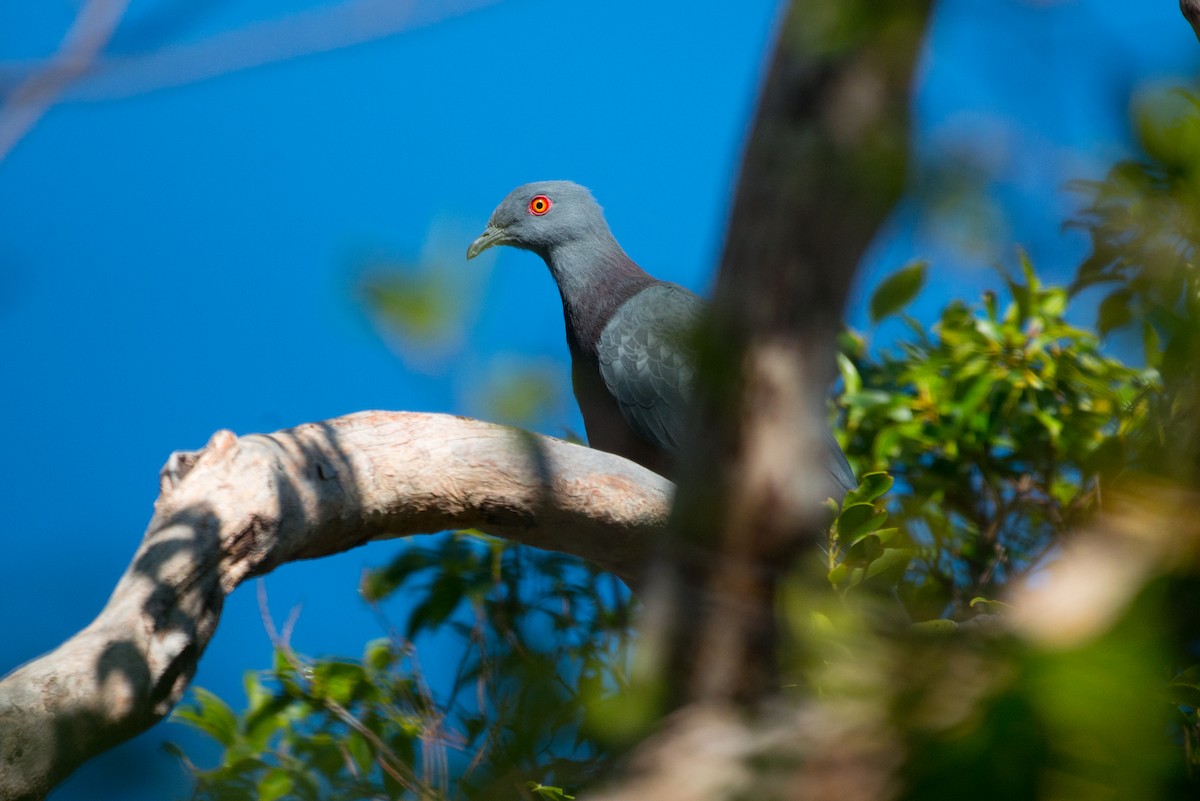 Вануатский плодовый голубь - ML112657831