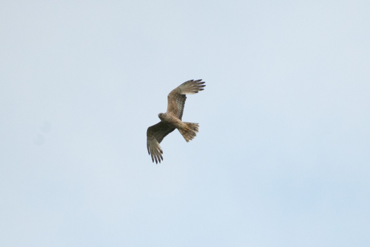 Swamp Harrier - ML112658001