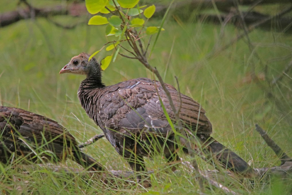 Wild Turkey - Jock McCracken