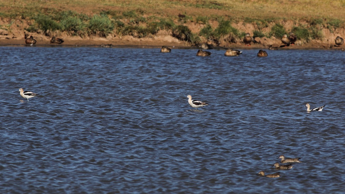 American Avocet - ML112659701