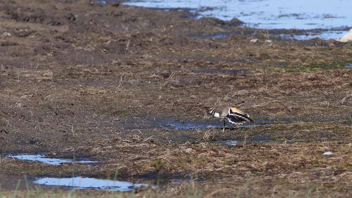 Killdeer - ML112659721