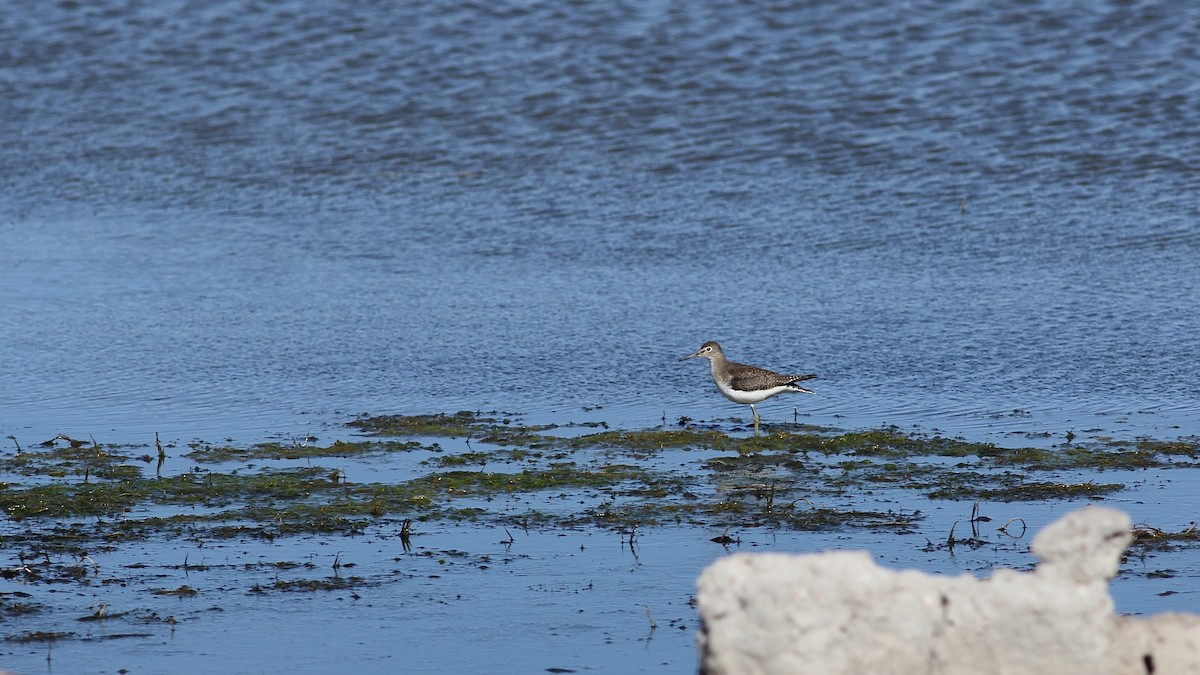 Solitary Sandpiper - ML112659761