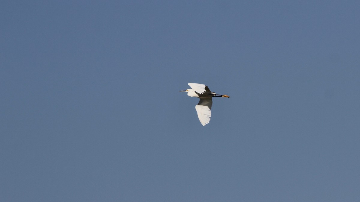 Snowy Egret - ML112659981