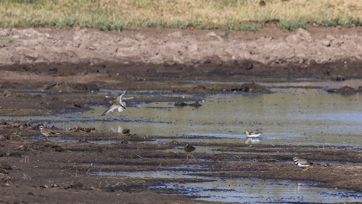 Baird's Sandpiper - ML112660071