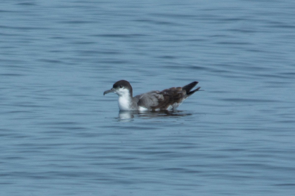 Buller's Shearwater - Joshua Little