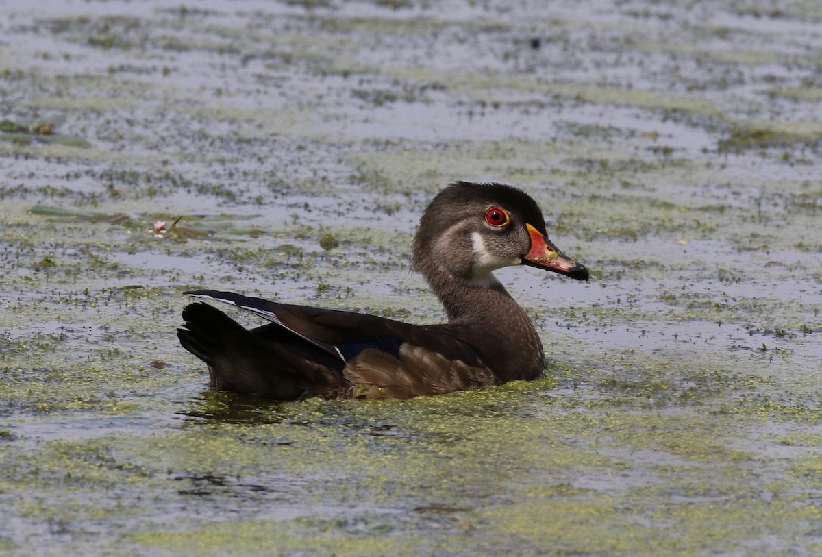 Wood Duck - ML112660341