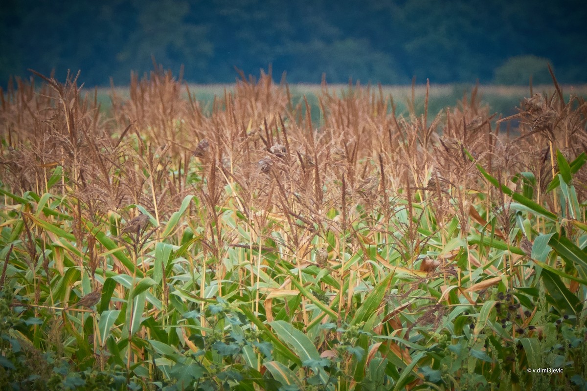 Corn Bunting - ML112661281