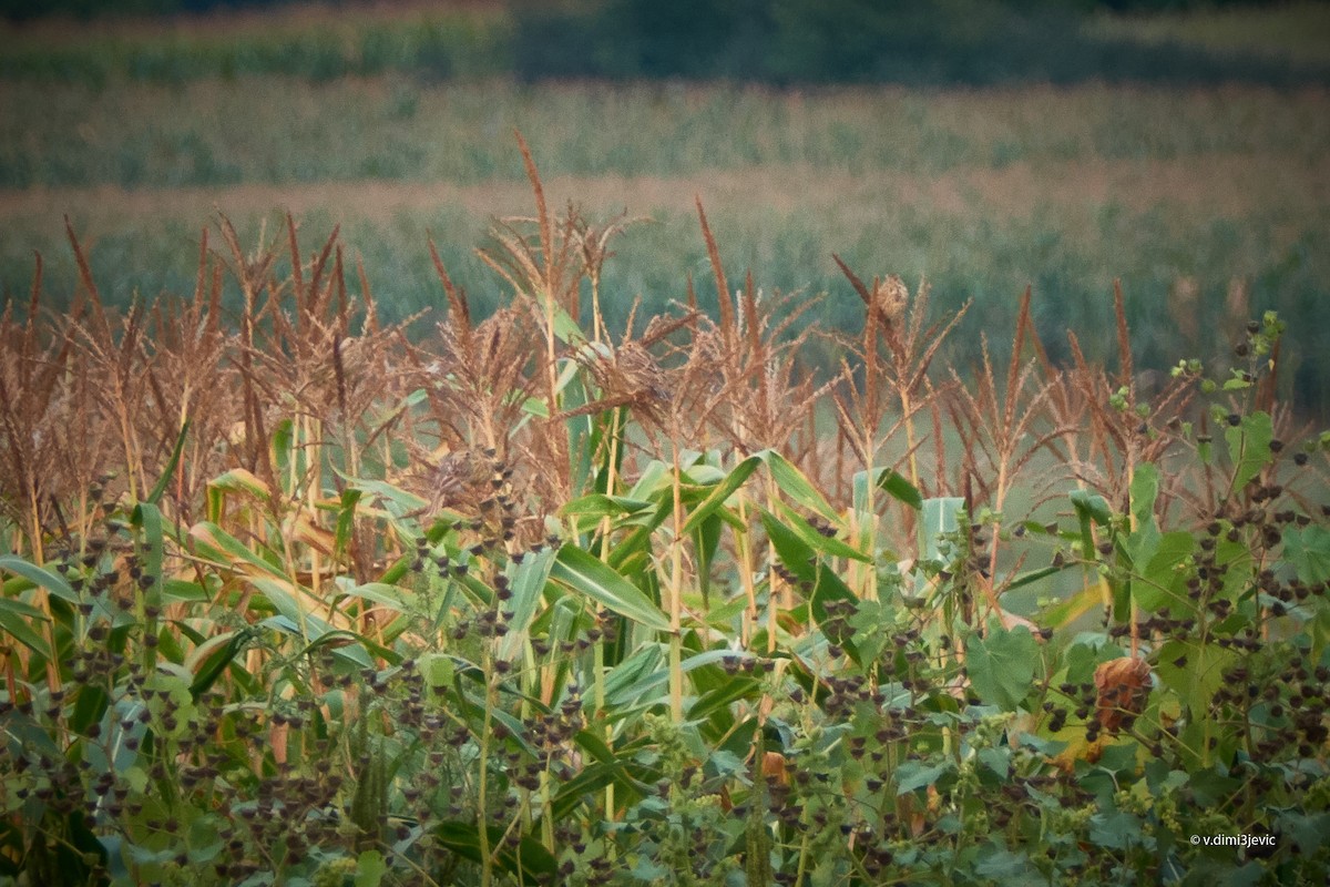 Corn Bunting - ML112661301