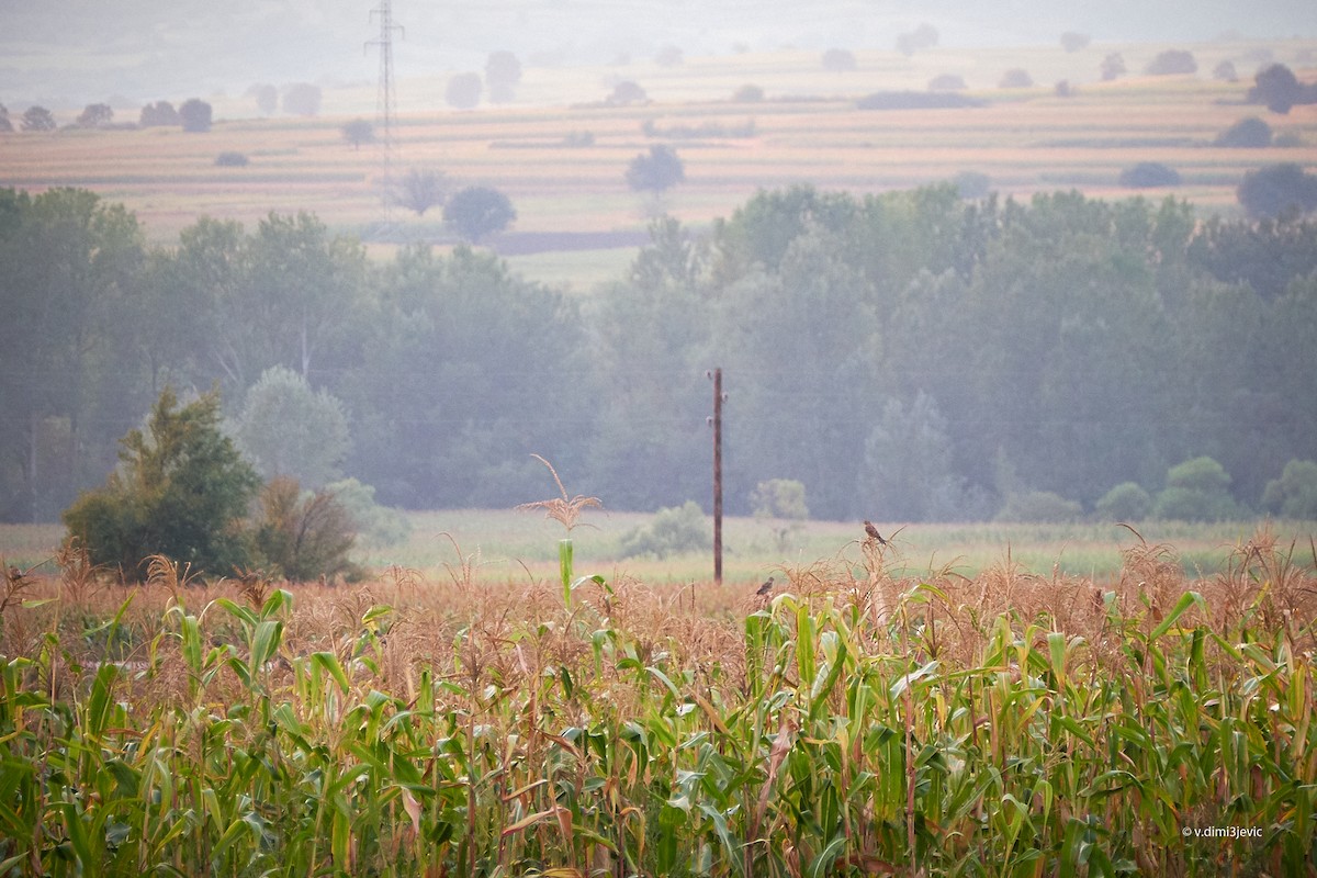 Corn Bunting - ML112661311