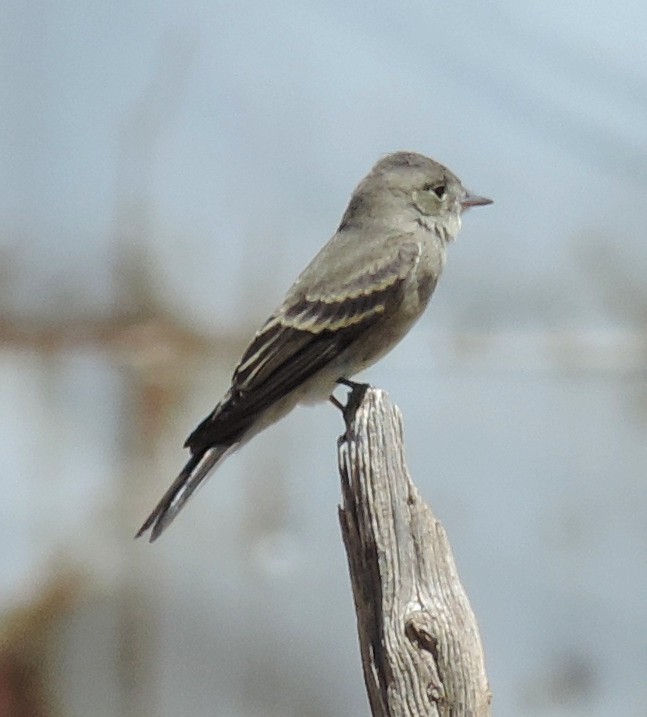 Western Wood-Pewee - ML112663261