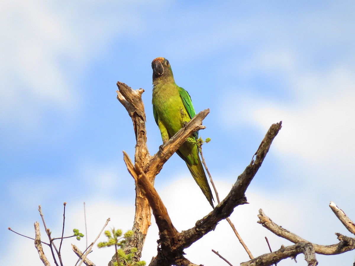 Conure couronnée - ML112663671