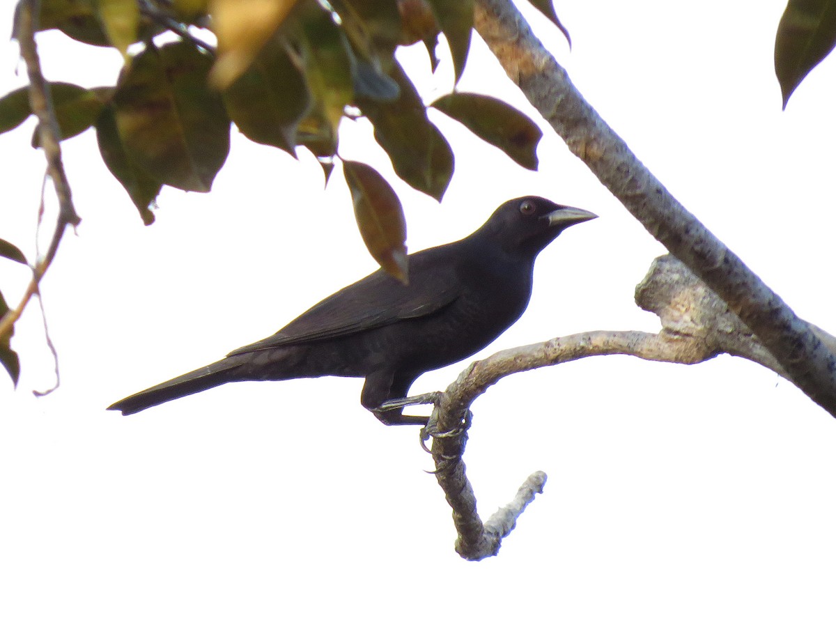 Vacher géant - ML112663681