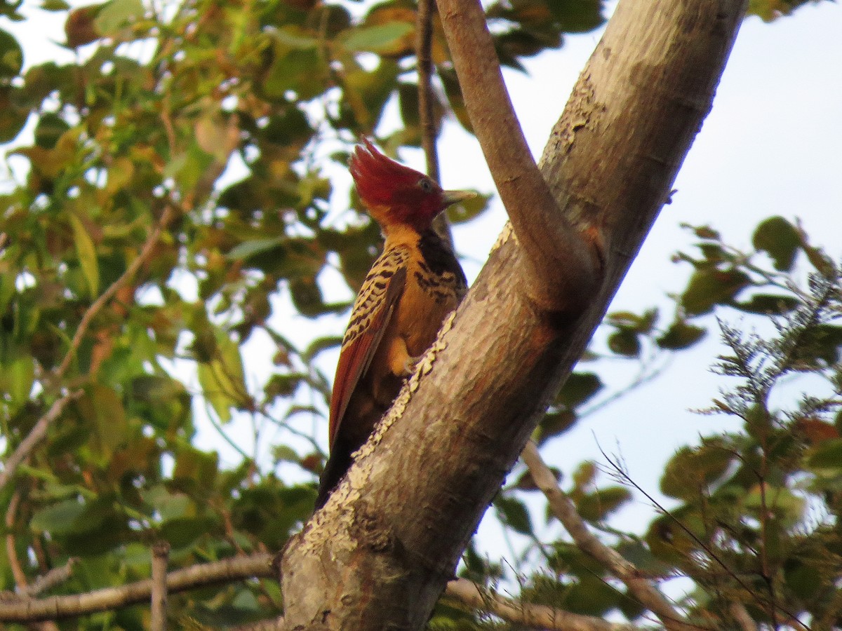 Kaempfer's Woodpecker - Alex Mesquita